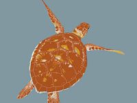 Zee schildpad