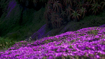 Flower bed of purple Drosanthemum (Icewort)