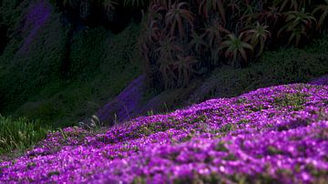 Blumenbeet mit violetter Drosantheme (Eiswurz) von Bart van Wijk Grobben
