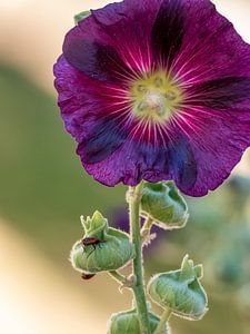 La rose trémière