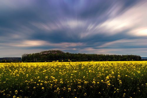 Yellow field