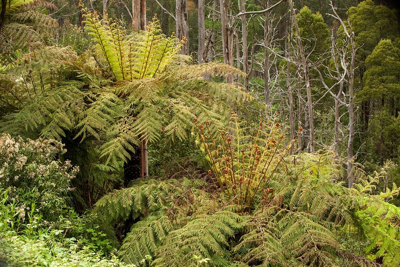 Wald und Farne von Corrie Post