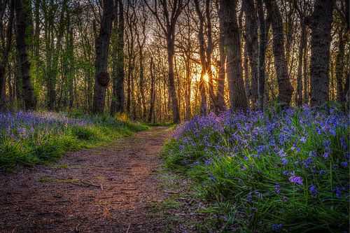 Sprookjes bos Wilde Hyacinten in bos Wildrijk met zonsondergang in Nederland