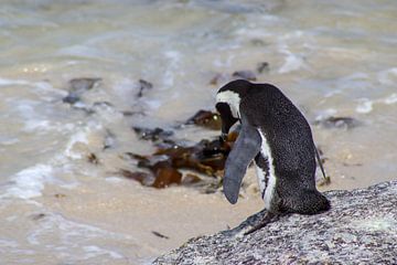 Pingouin sauvage sur la plage sur Robin Mulders