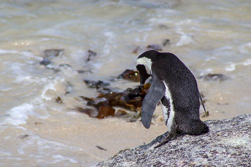 Wild penguin on the beach