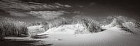 panorama van duinlandschap met helmgras in zwart wit van eric van der eijk thumbnail
