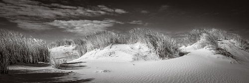 panorama d'un paysage de dunes avec de l'ammophile en noir et blanc sur eric van der eijkj
