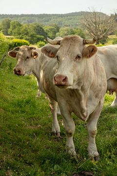 Franse koeien van de Bourgogne in  Frankrijk