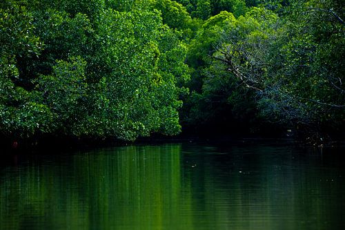 Groene stilte langs het wate