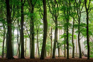 Buchen in den Kaapse Bossen bei Doorn auf dem Utrechter Höhenrücken