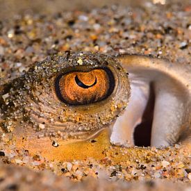 Verborgen straal, gouden oog van LISA DC