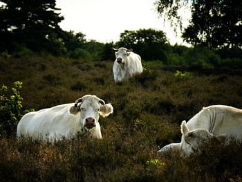 Cows on the heath