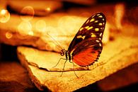 Oranje vlinder zittend op steen met bokeh sfeerlicht van Carin Klabbers thumbnail
