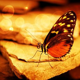 Papillon orange sur une pierre avec une lumière d'ambiance bokeh sur Carin Klabbers