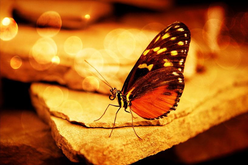 Oranje vlinder zittend op steen met bokeh sfeerlicht van Carin Klabbers