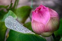 Lotusbloem 