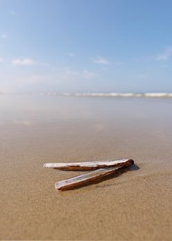 Razor blades in the surf at Terschelling