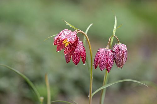 de kievitsbloem, zeldzaam bolgewas, fritillaria meleagris