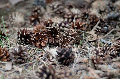 Dennenappels in het bos