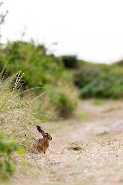 Feldhase (Lepus europaeus) von Dirk Rüter