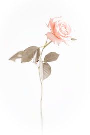 Roos 4 van Mark Isarin | Fotografie