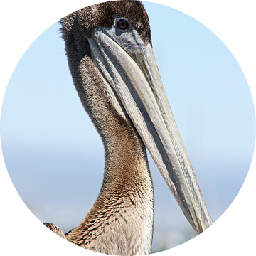 proud pelican van Meleah Fotografie
