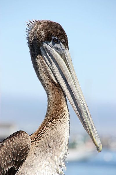 proud pelican par Meleah Fotografie