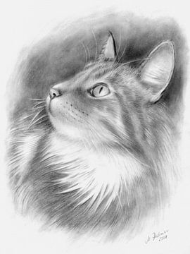 Potloodtekening portret kat