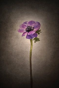 Graceful flower - Anemone coronaria | vintage style by Melanie Viola