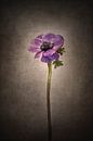Grazile Blume - Kronen-Anemone | Vintage-Stil von Melanie Viola Miniaturansicht