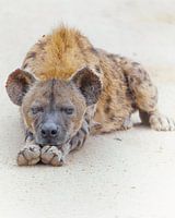 Starving Hyena
