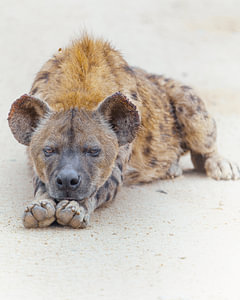 Uitgehongerde Hyena