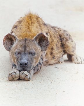 Uitgehongerde Hyena van Steffon Reid