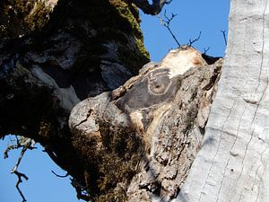 Kalb in Holz sur Christoph Leimer