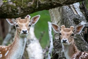 Bambi en eh bambi van Erwin van Eekhout