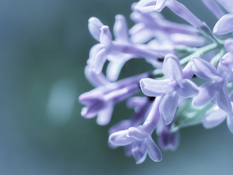 Bloem Blauw Paars Close-up Macro van Art By Dominic