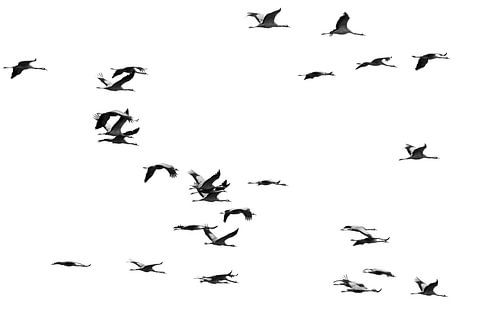 Flight of Wild Cranes