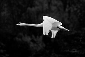 Fliegender Schwan