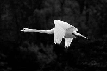 Flying Swan by Silvio Schoisswohl