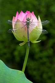 Dragonfly and lotus by Thomas Herzog