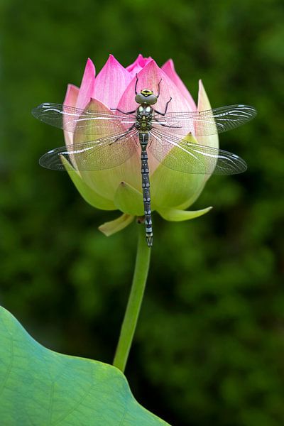 Libellule et lotus par Thomas Herzog