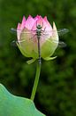 Libelle en lotus van Thomas Herzog thumbnail