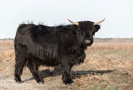 Black Scottish Highlander by Ans Bastiaanssen