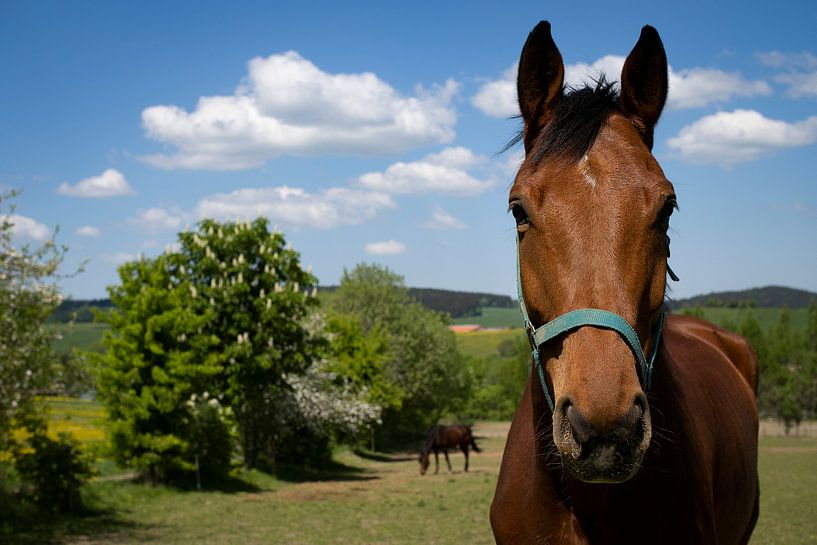 Horse by Photography by J