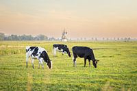 jonge koeien grazen bij de molen