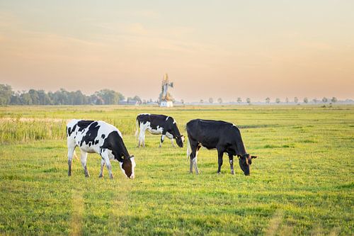 Junge Kühe grasen in der Nähe der Mühle