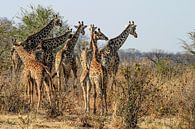 Running Giraffes van Guus Quaedvlieg thumbnail