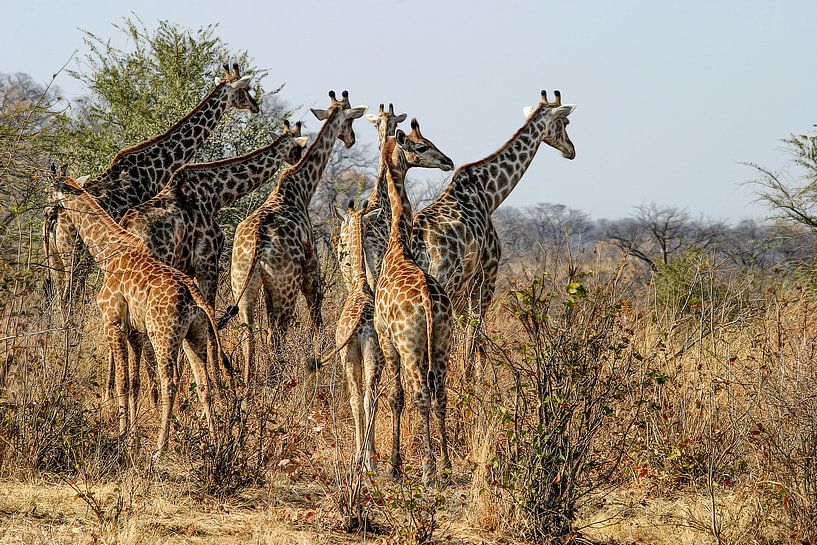 Girafes en herbe par Guus Quaedvlieg