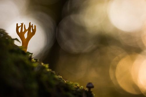 Koraalzwam Veluwezoom