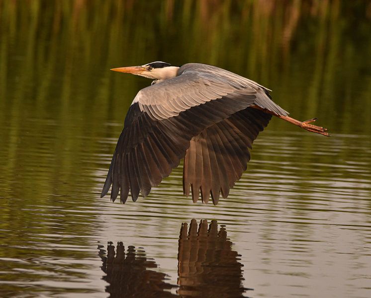 Vliegende reiger over sloot van Marjolein van Middelkoop